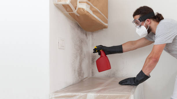 Professional Basement Mold Removal technician working in Marlborough, MA