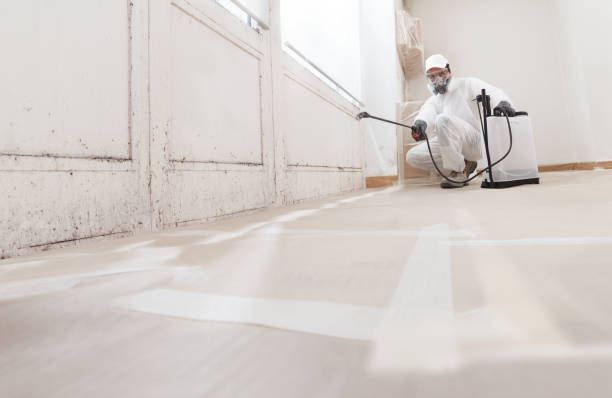 24/7 Emergency Basement Mold Removal experts in Marlborough, MA