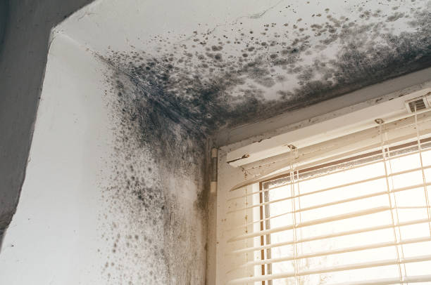 Affordable Basement Mold Removal solutions in Marlborough, MA
